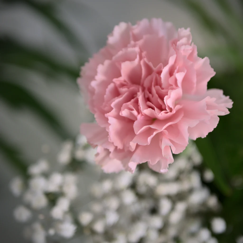 Accueil image Marie-Lise Gouit page accueil